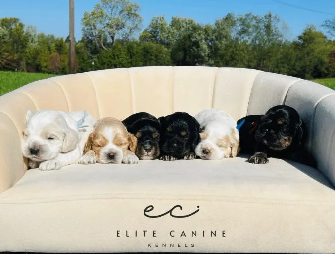 Getting Started: Bringing Home New Puppies