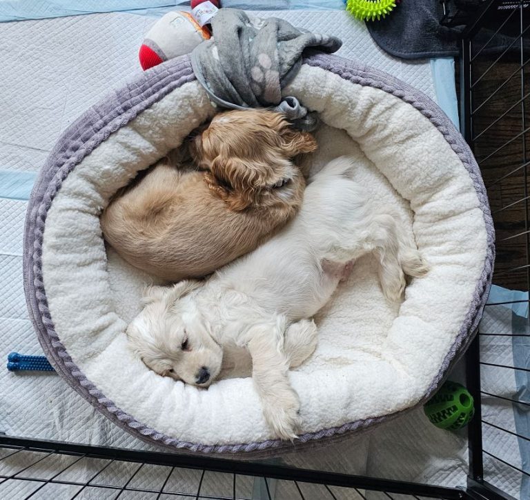 Our New Puppies Arrived!